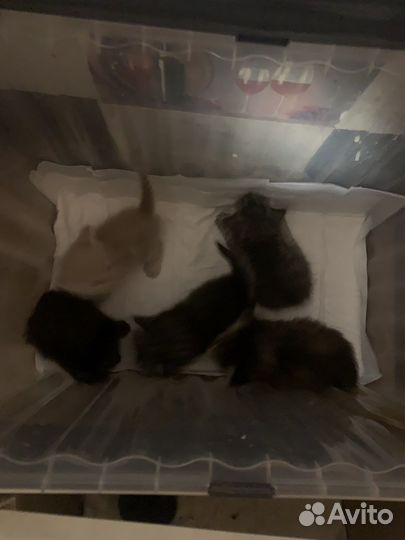 Котята в добрые руки даром