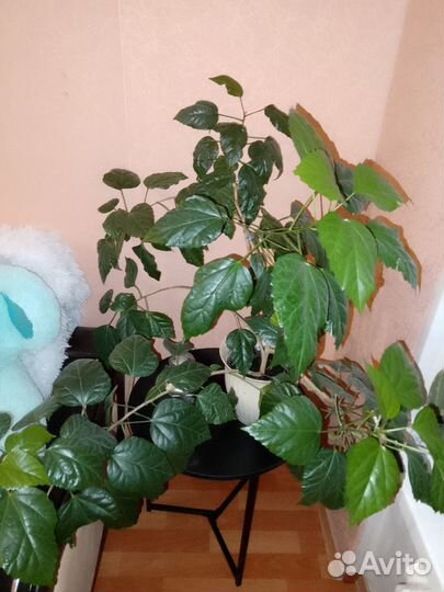 Гибискус китайская роза