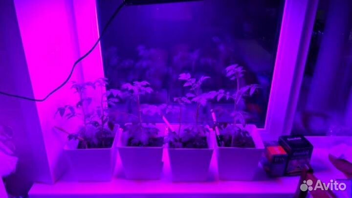 Фитолампа для растений