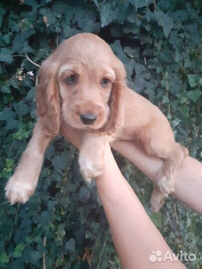 Спаниель английский кокер