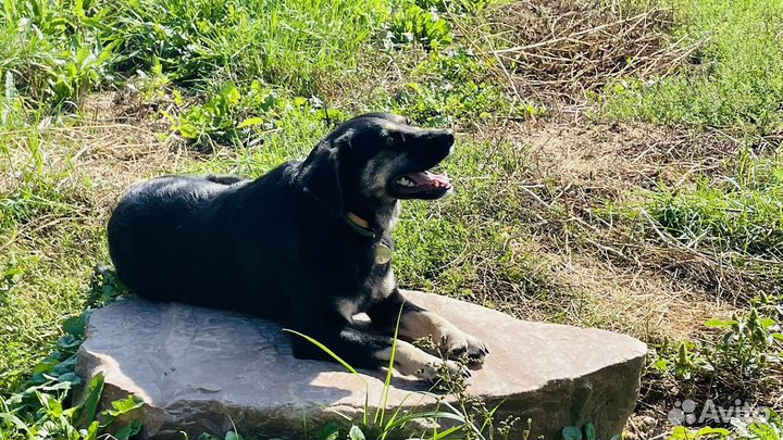 Мини ротвейлер в дар