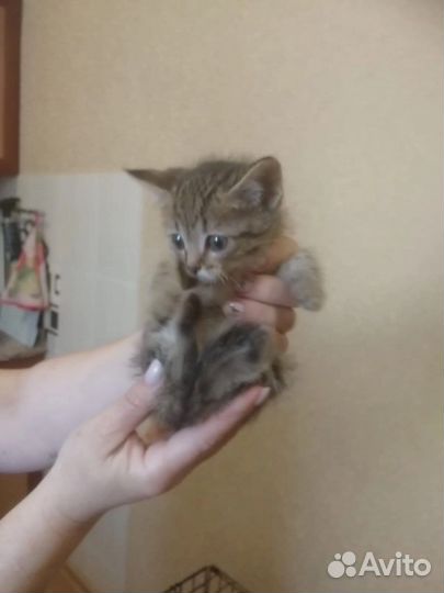 Котенок в дар
