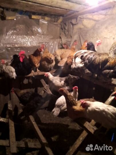 Утки,гуси,куры