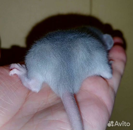 Крыса, крысята дамбо элитные, а также бронь