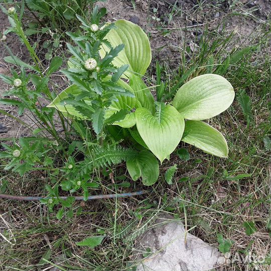 Цветок садовый хоста