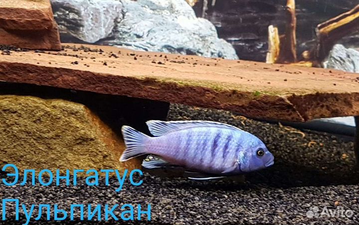 Аквариумные рыбы