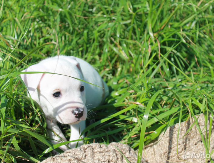 Стаффордширский терьер, щенки продажа