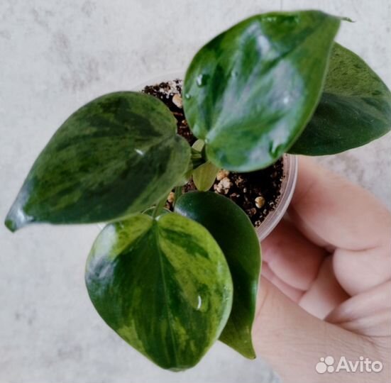 Филодендрон Хедерациум вариегатный