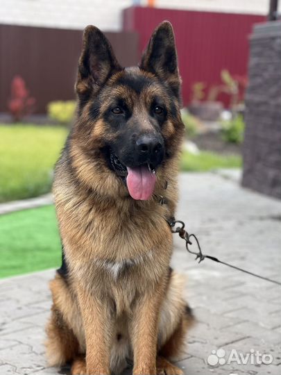 Немецкая овчарка