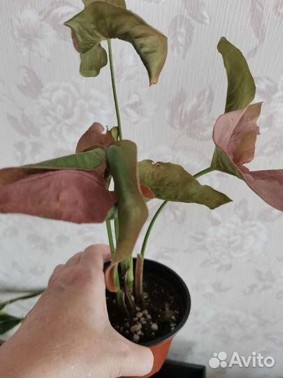 Сингониумы, Филодендроны, Монстера, Ледебурия