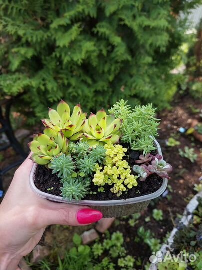 Суккуленты,почвопокровники