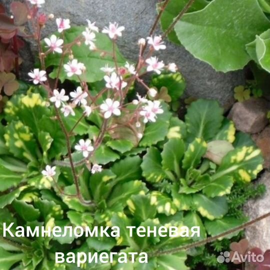 Почвопокровные, мшанка шилов, камнеломка, очитки