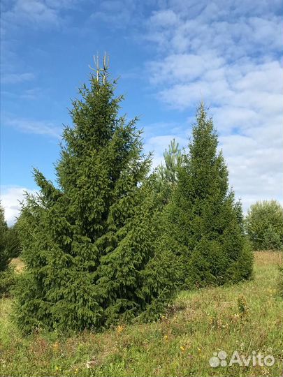 Ели крупномеры