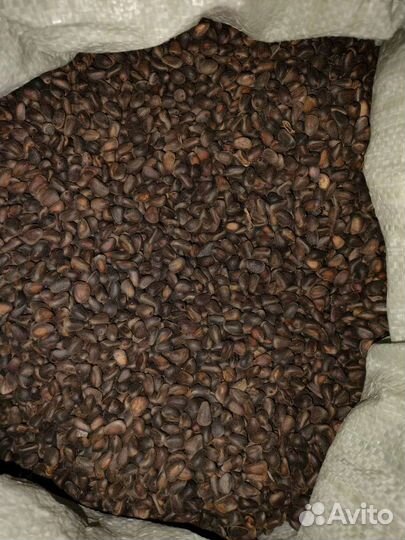 Кедровый орех продам