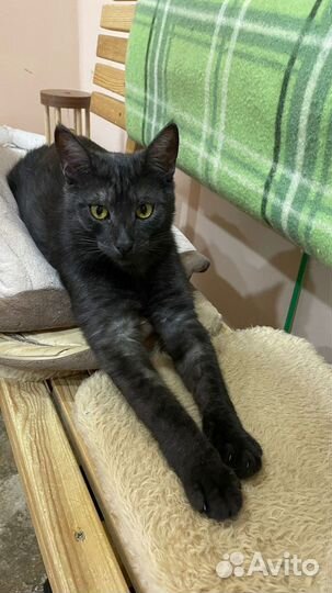 Кот в добрые руки