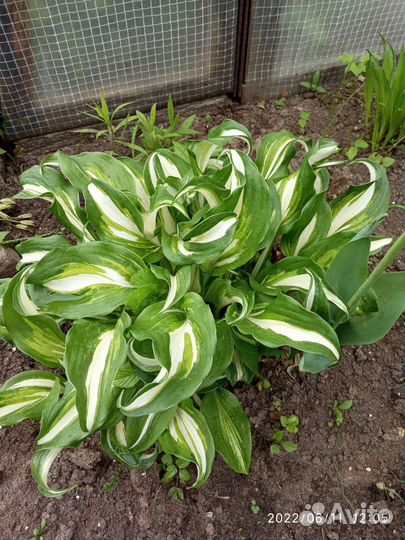 Садовые многолетники