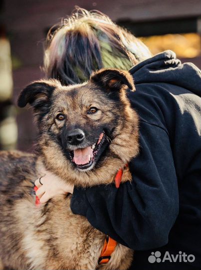 Собака бесплатно в добрые руки