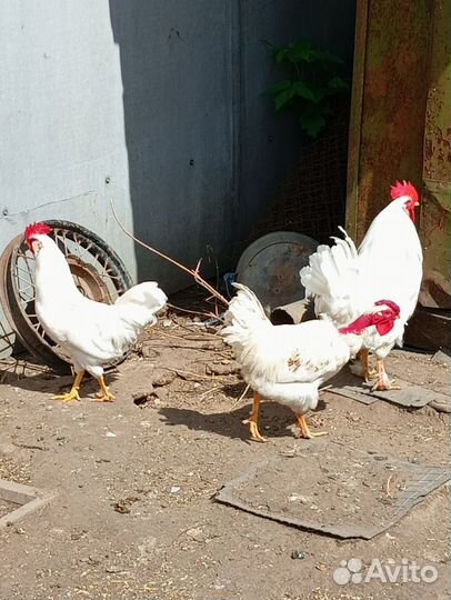 Петухи