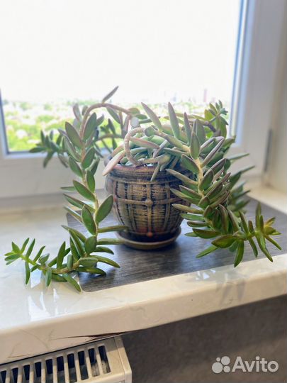 Седум моргана