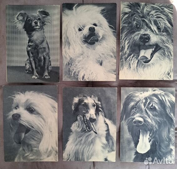 Открытки СССР, Собаки