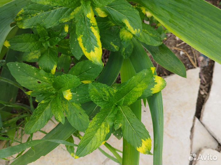 Мята,меллисса, розмарин