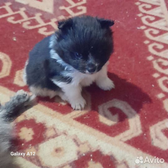 Щенки шпица