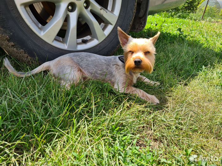 Йоркширский терьер