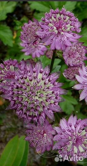 Многолетние растения