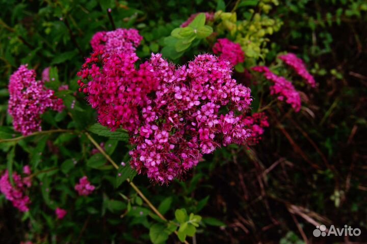 Спирея японская низкорослая крупномер