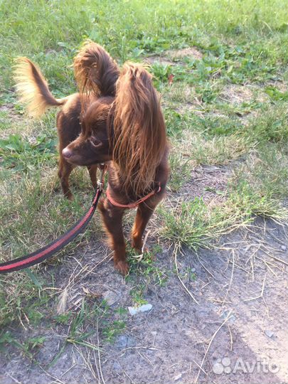 Той-терьер вязка