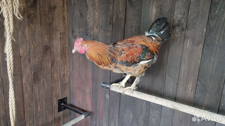 Молодые петухи