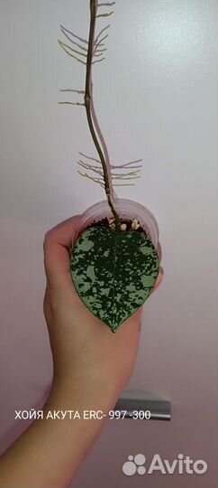 Хойи сортовые 2 Отреагировано 5.06