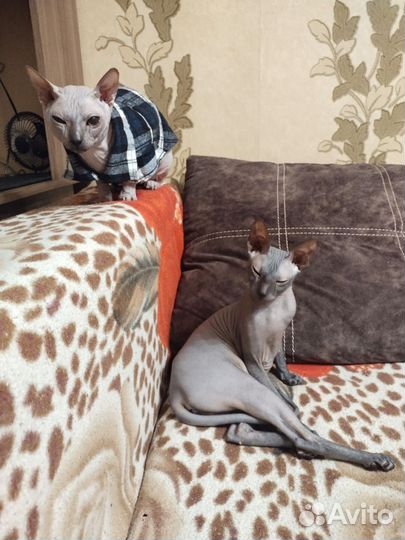 Донской сфинкс