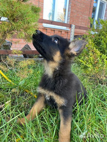 Немецкая овчарка