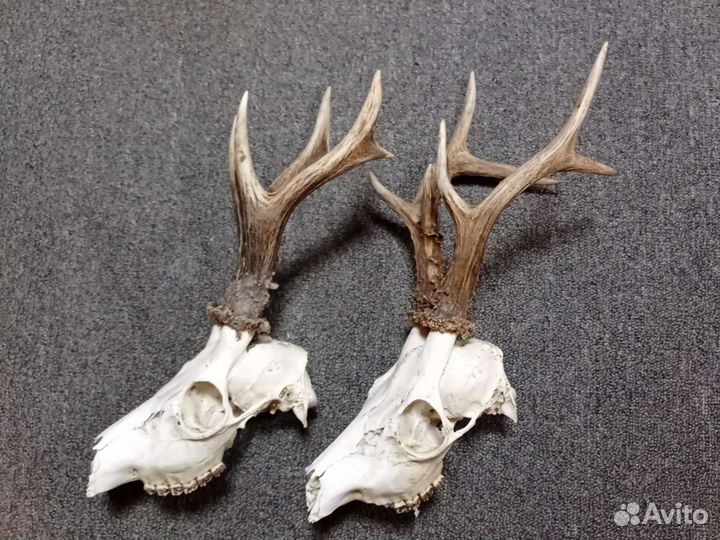 Череп с рогами