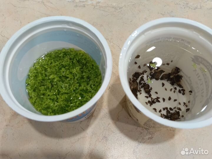 Ряска и улитки