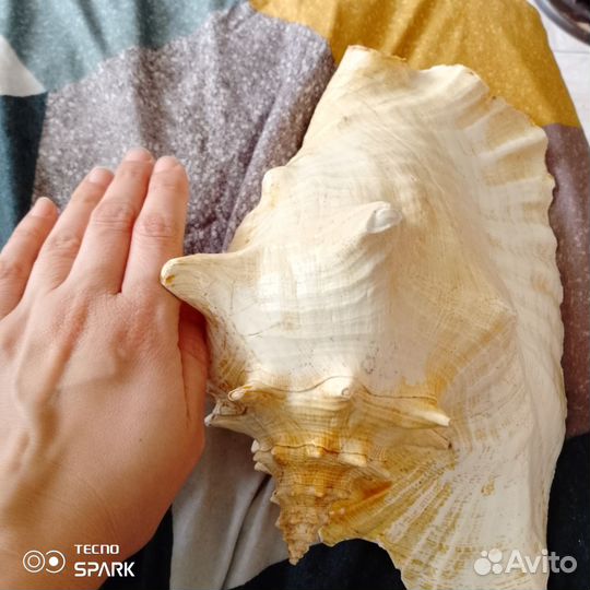 Огромная ракушка 23см