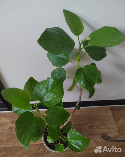 Гибискус сортовой