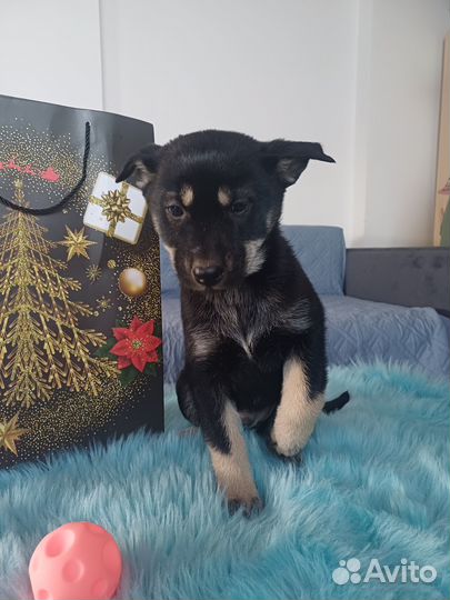 Щенок овчарки-пастуха