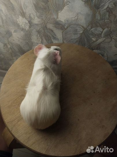 Морская свинка мальчик 2,5 мес