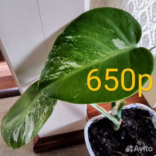 Монстера вариегатная Альба