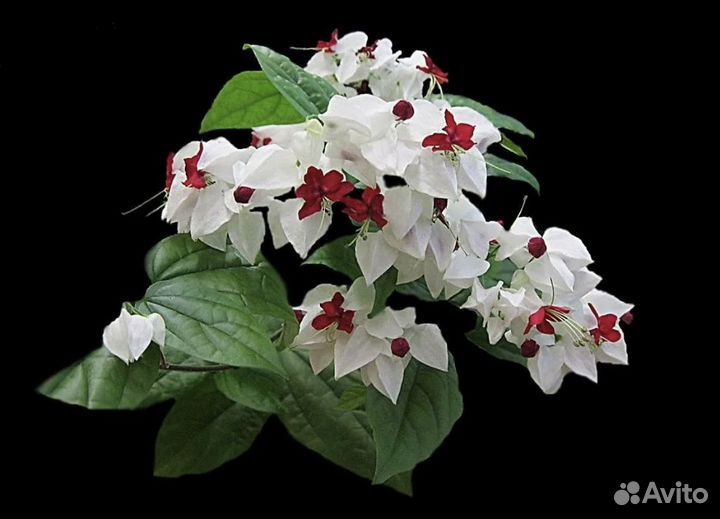 Клеродендрум томпсон