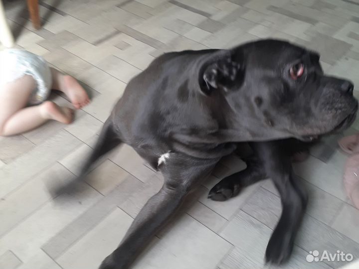 Кане Корсо