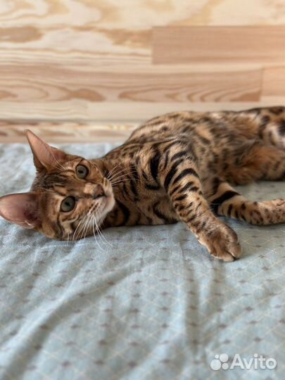 Бенгальская кошка