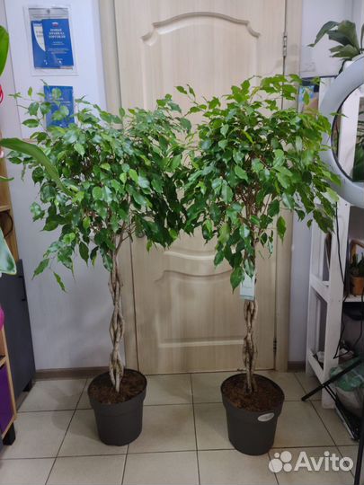 Фикус бенджамина 150 см
