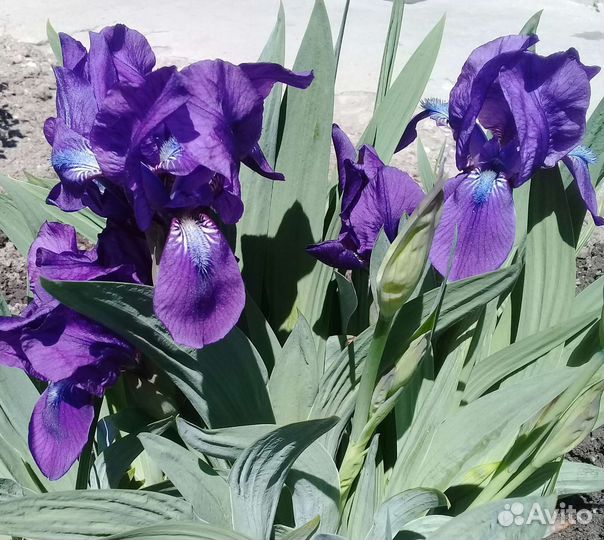 Ирисы