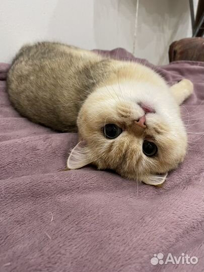 Вязка кошек, Британская золотая шиншилла