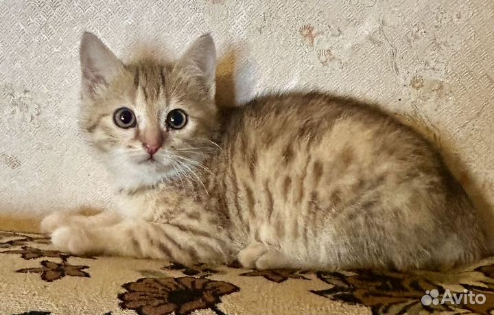 Котятки в добрые руки