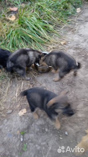 Щенки