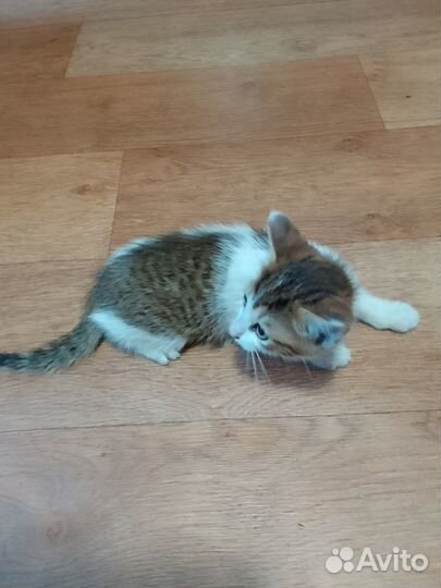 Отдам бесплатно животные